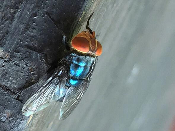 Horror as first case of flash-eating bug discovered in US