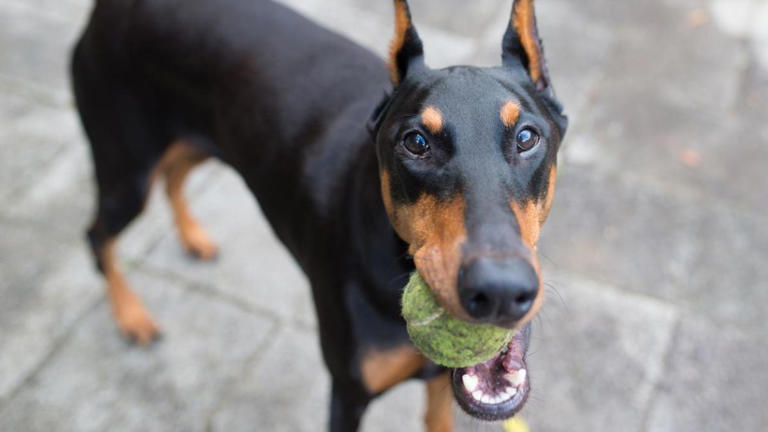 El veterinario Marcelo Tachauer desvela las 3 mejores razas de perro ...