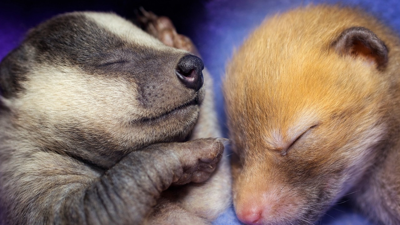 A poor baby fox was found cold and alone - rescuers couldn't return her ...