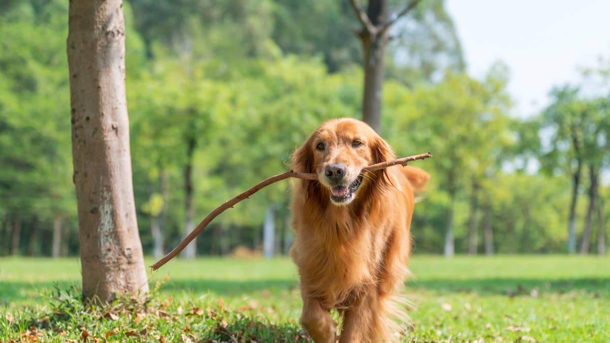 Golden retriever finds an entire tree branch on her walk and insists on ...