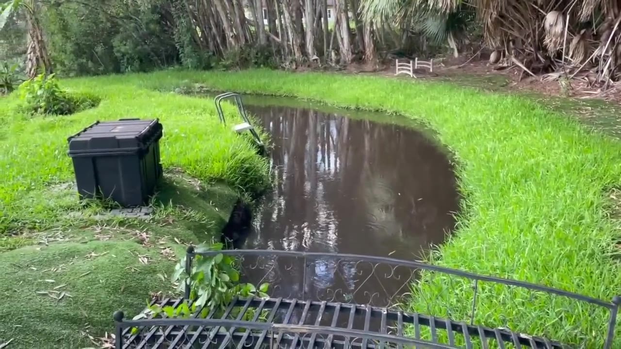 Draining a backyard river to make room for an exotic fish and rabbit setup