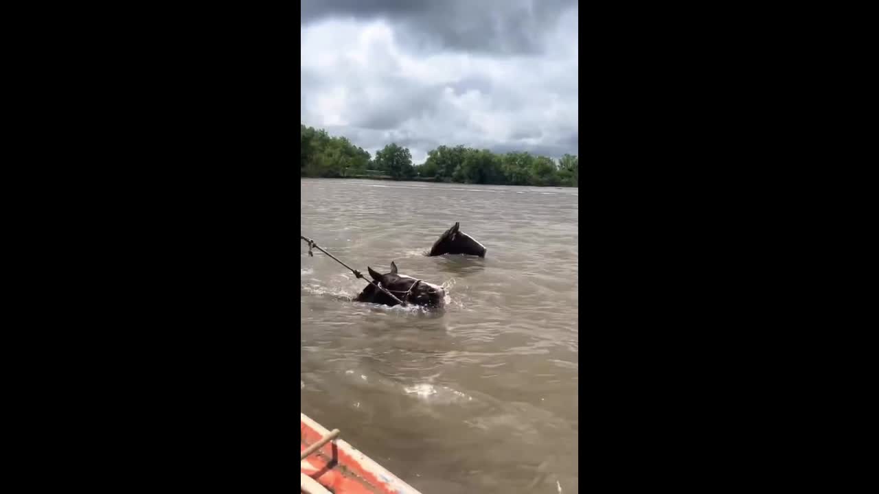 Rising Paraná River floods force evacuations and animal rescues in ...
