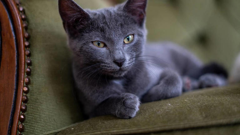 6 affectionate cat breeds that make wonderful companions for adults ...