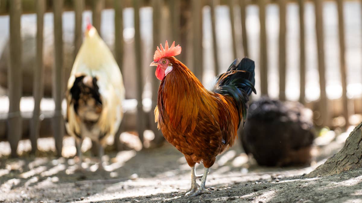 Watch chickens slide down a stair railing in a hilarious playground moment