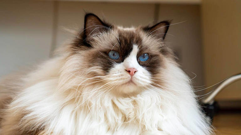 6 affectionate cat breeds that make wonderful companions for adults ...