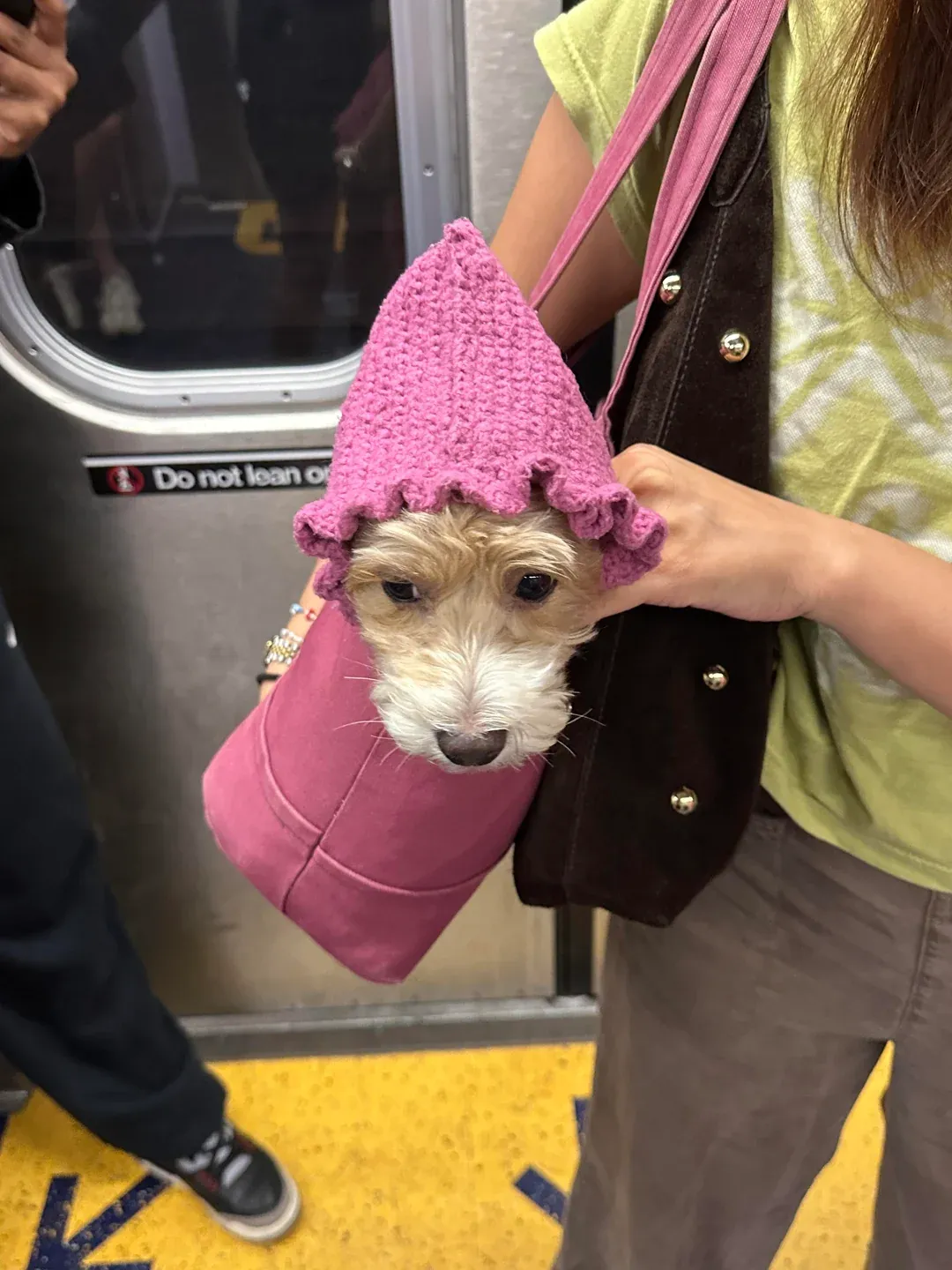 21 photos of dogs wearing hats better than most humans