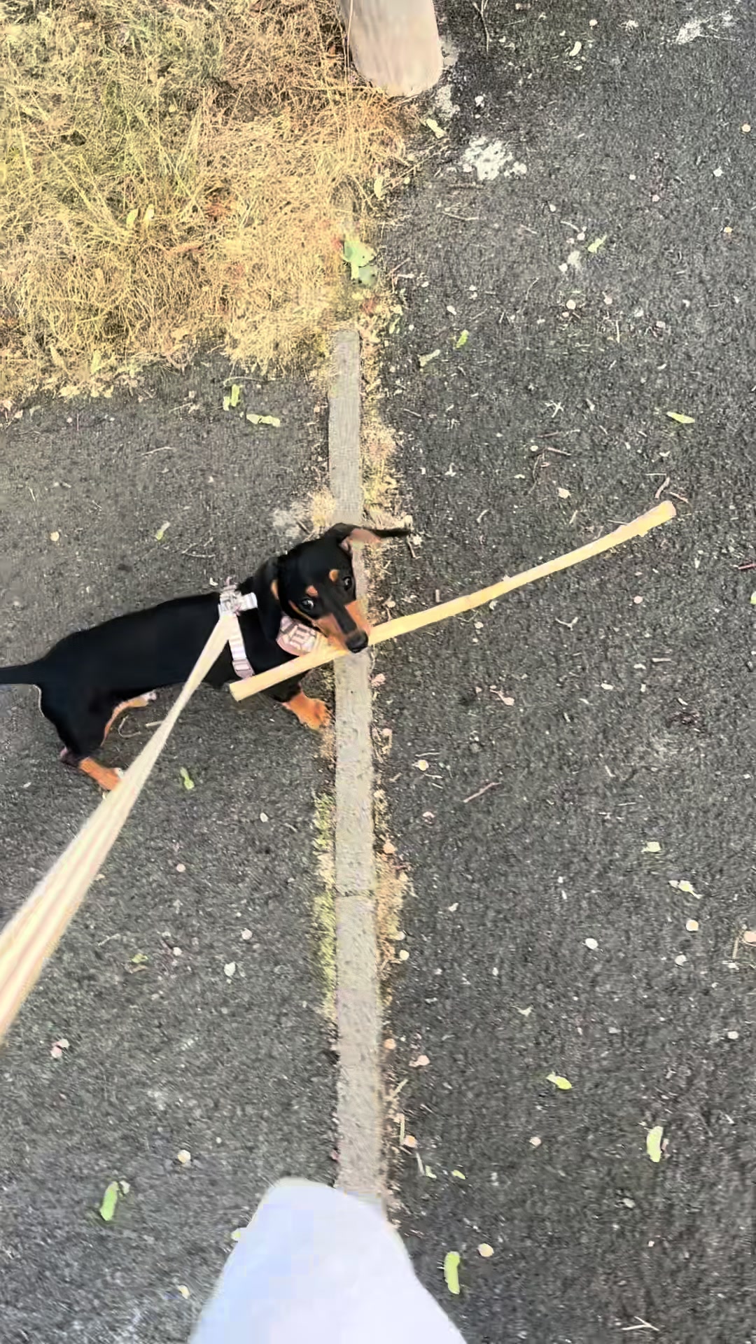 A mini dachshund takes on an oversized stick
