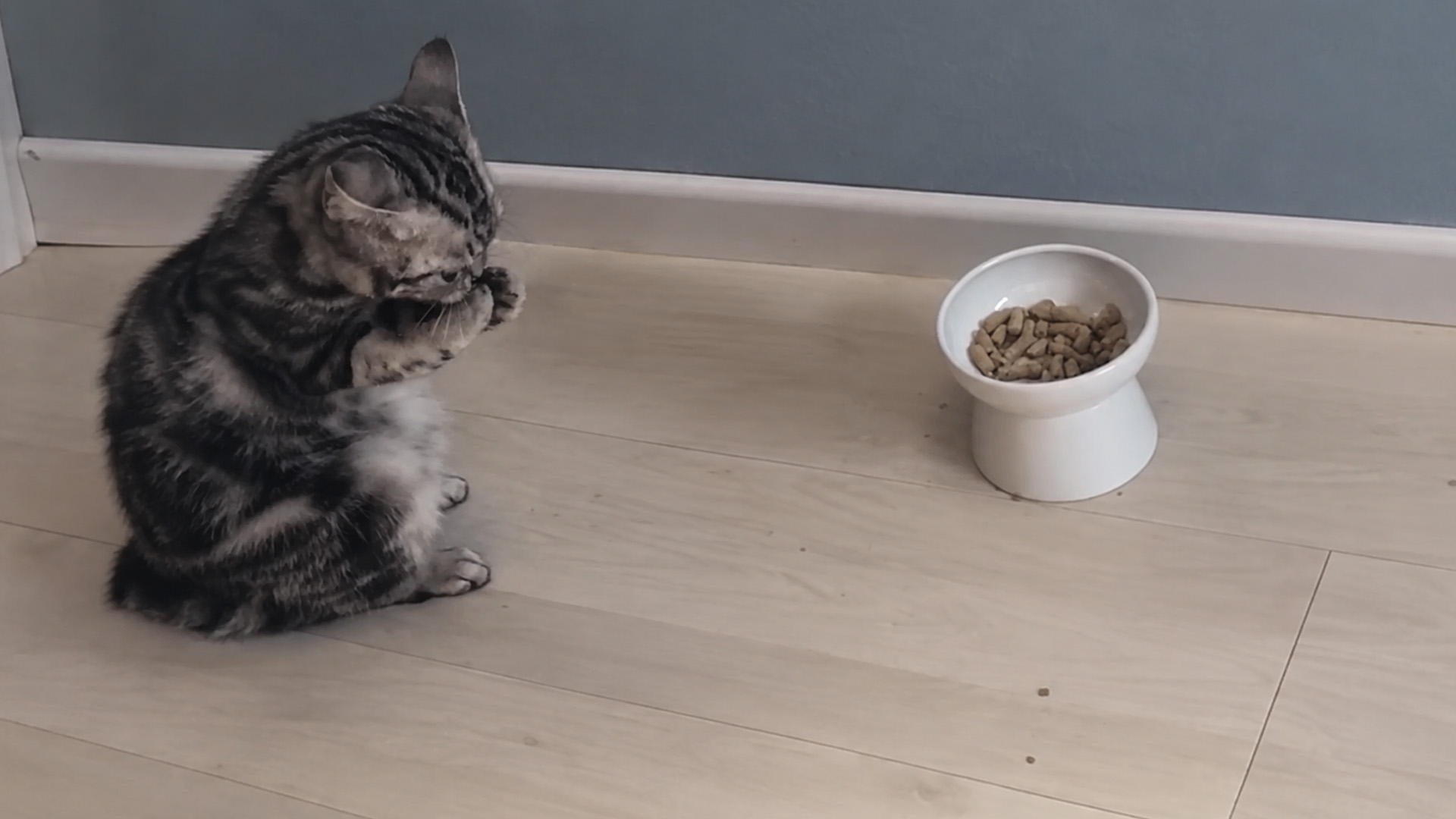 Tabby cat cleans its paws beside a bowl of food