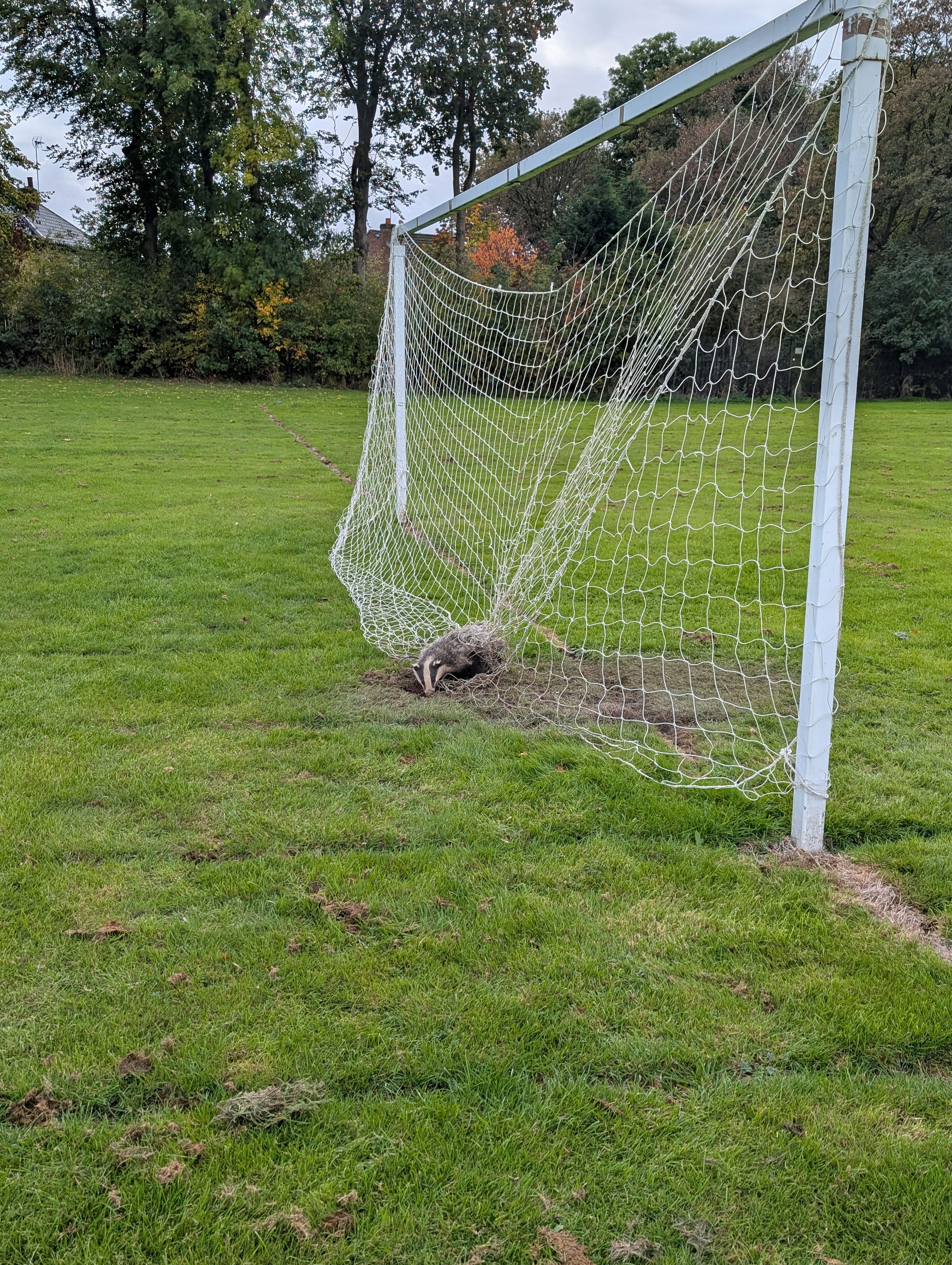 Badger rescued after getting tangled in football netting at Derbyshire ...