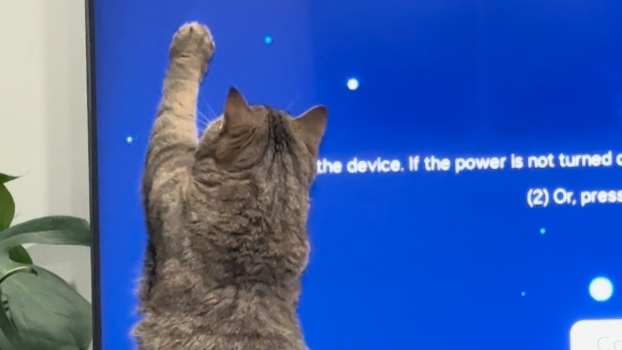 Cat thinks screensaver animations are real bugs on TV
