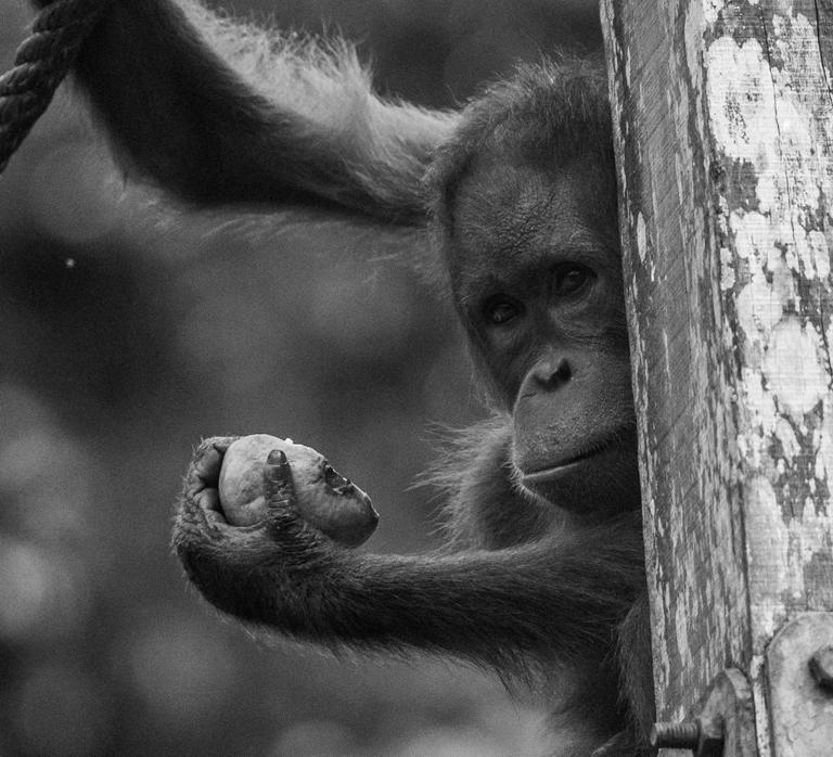 Does hearing laughter help orangutans learn?