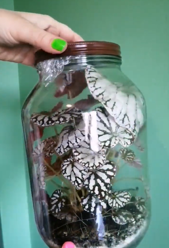 DIY pickle jar terrarium with begonia