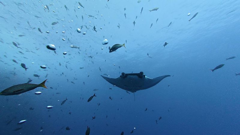 Young giant manta rays stay close to home while adults roam more widely