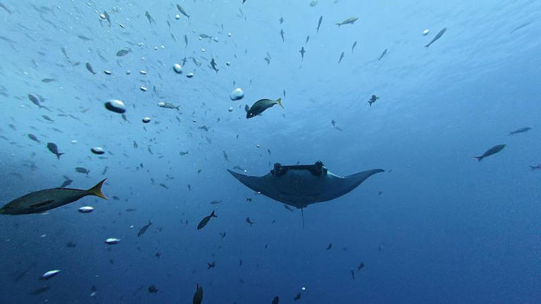 Young giant manta rays stay close to home while adults roam more widely
