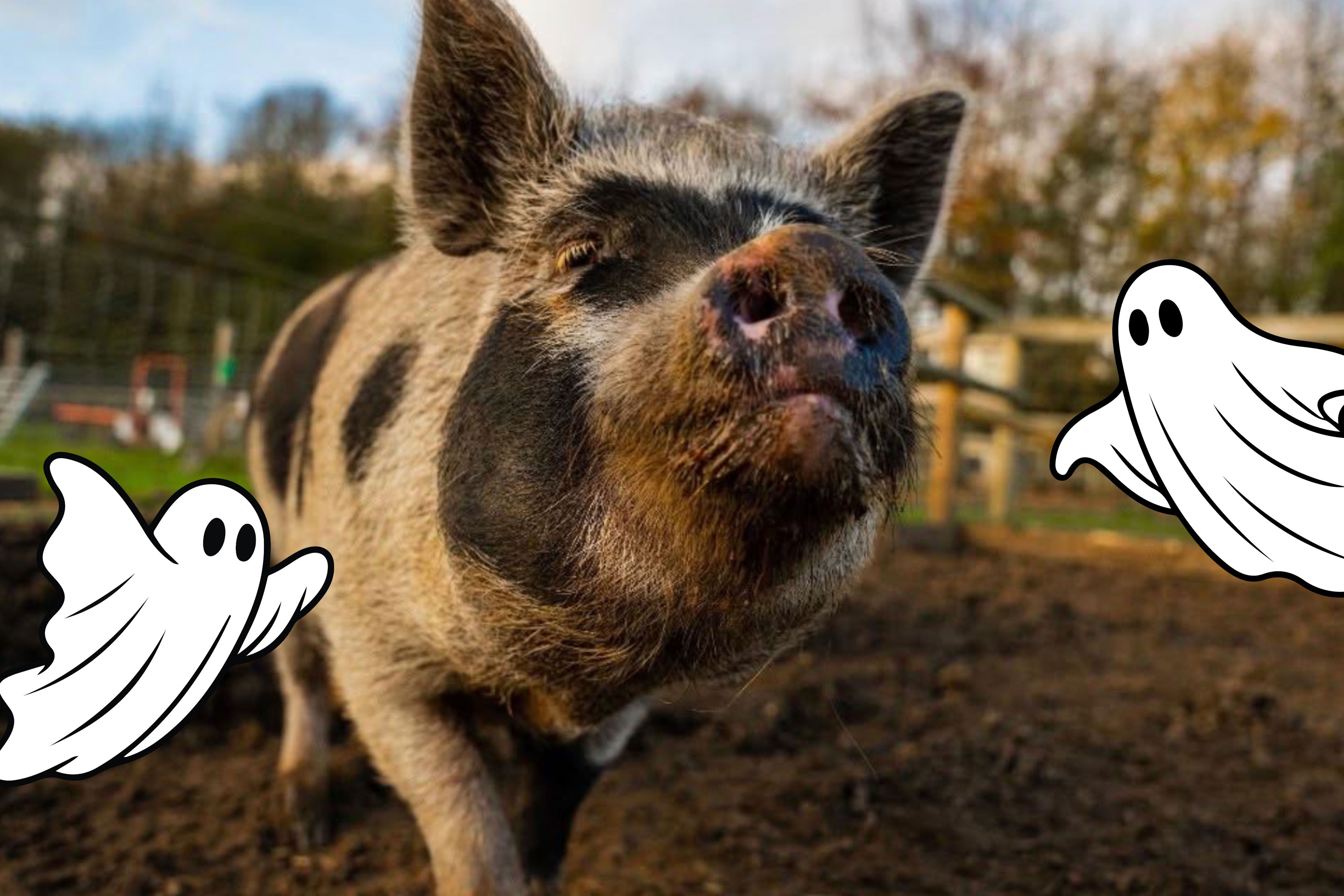 Pigs, pumpkins and hocus-pocus! Miniature pigs steal the show at Bucks ...