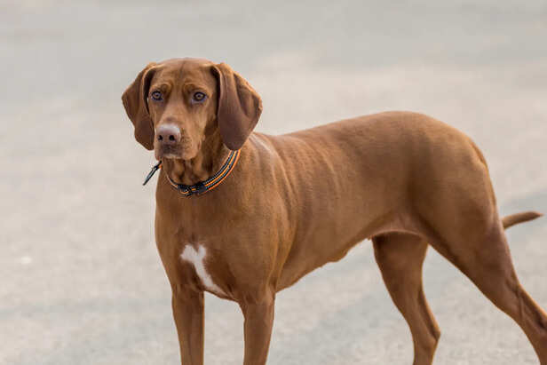 Chippiparai dog breed: why this lean Tamil hunter thrives with space ...