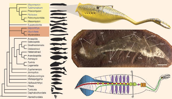 It looks like a sci-fi reject: This 300-million-year-old creature has ...