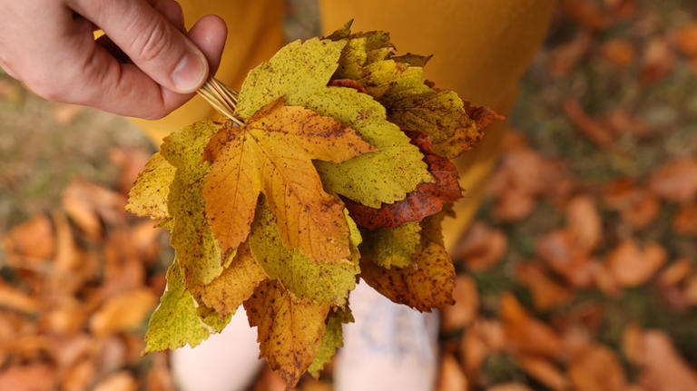 How to make realistic autumn leaves out of coffee filters for the ...