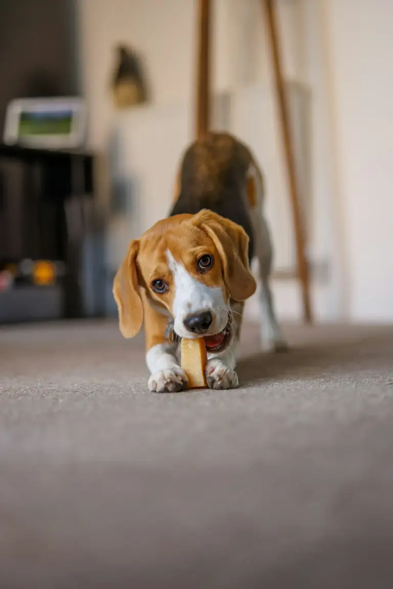 New puppy at home? A room-by-room safety guide