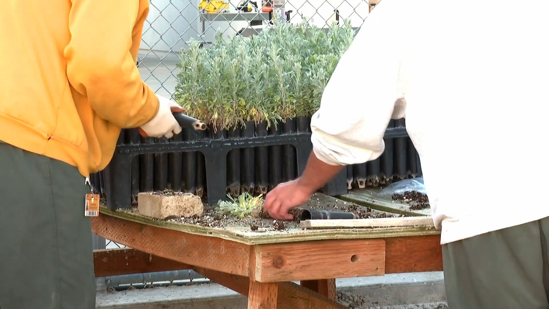 Inmates plant sagebrush at Idaho wildfire burn scar to help restore habitat