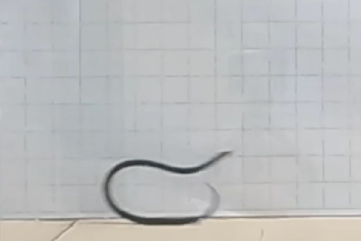 The snake that cartwheels at high speed to escape predators