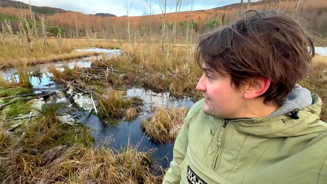 Beavers shape a Scottish wetland with dams and felled birch
