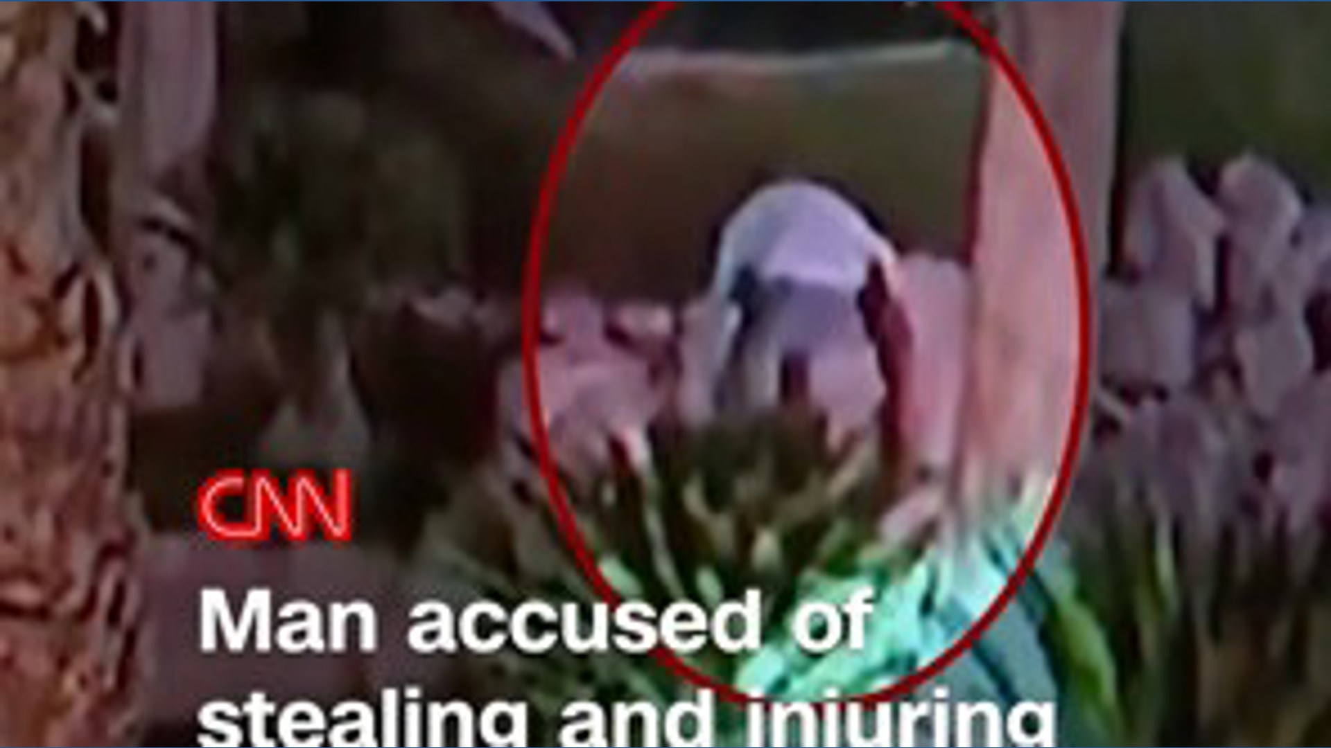 Man guilty of stealing, injuring flamingo in Las Vegas