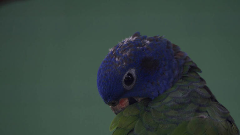 5 pet bird species that are similar to the cockatiel