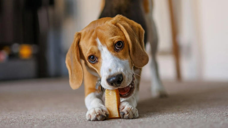 New puppy at home? A room-by-room safety guide