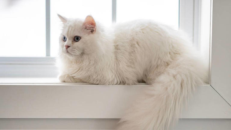 6 affectionate cat breeds that make wonderful companions for adults ...