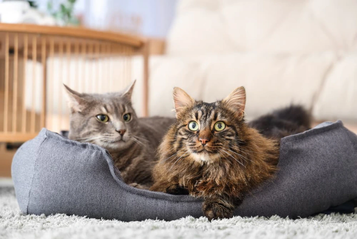 Sleeping with your pet? Psychology says you likely have these 7 traits