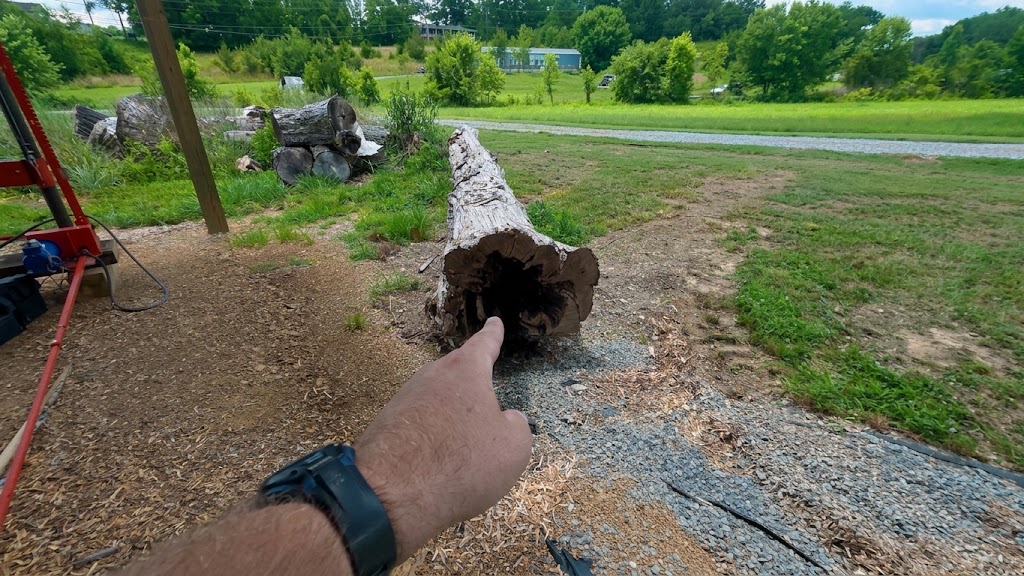 Thousands of bees were hiding inside this living cedar log