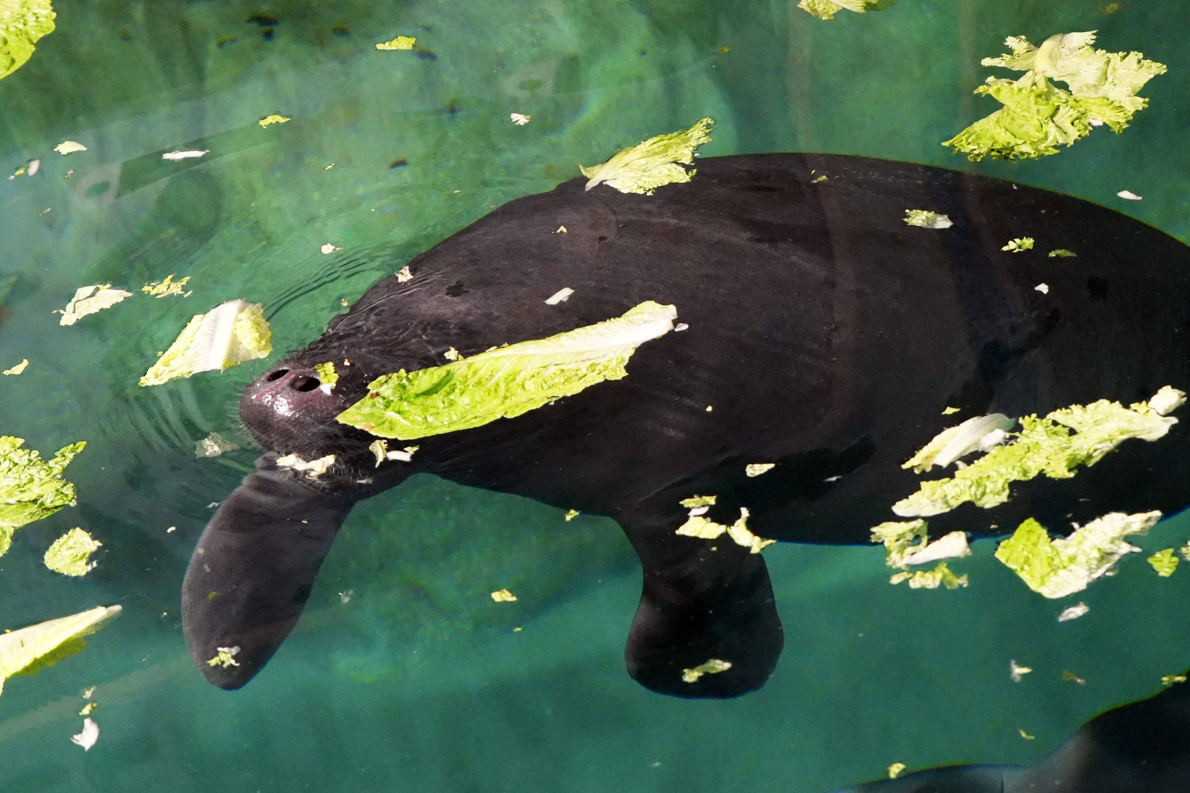 Young manatee rescued alongside her injured mother gets a new home at ...