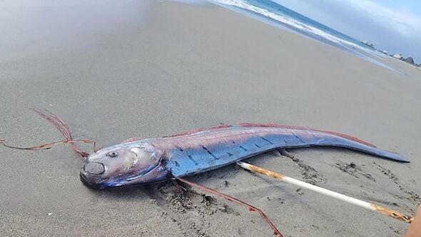 16FT 'doomsday fish' washes ashore sparking fears huge disaster is coming
