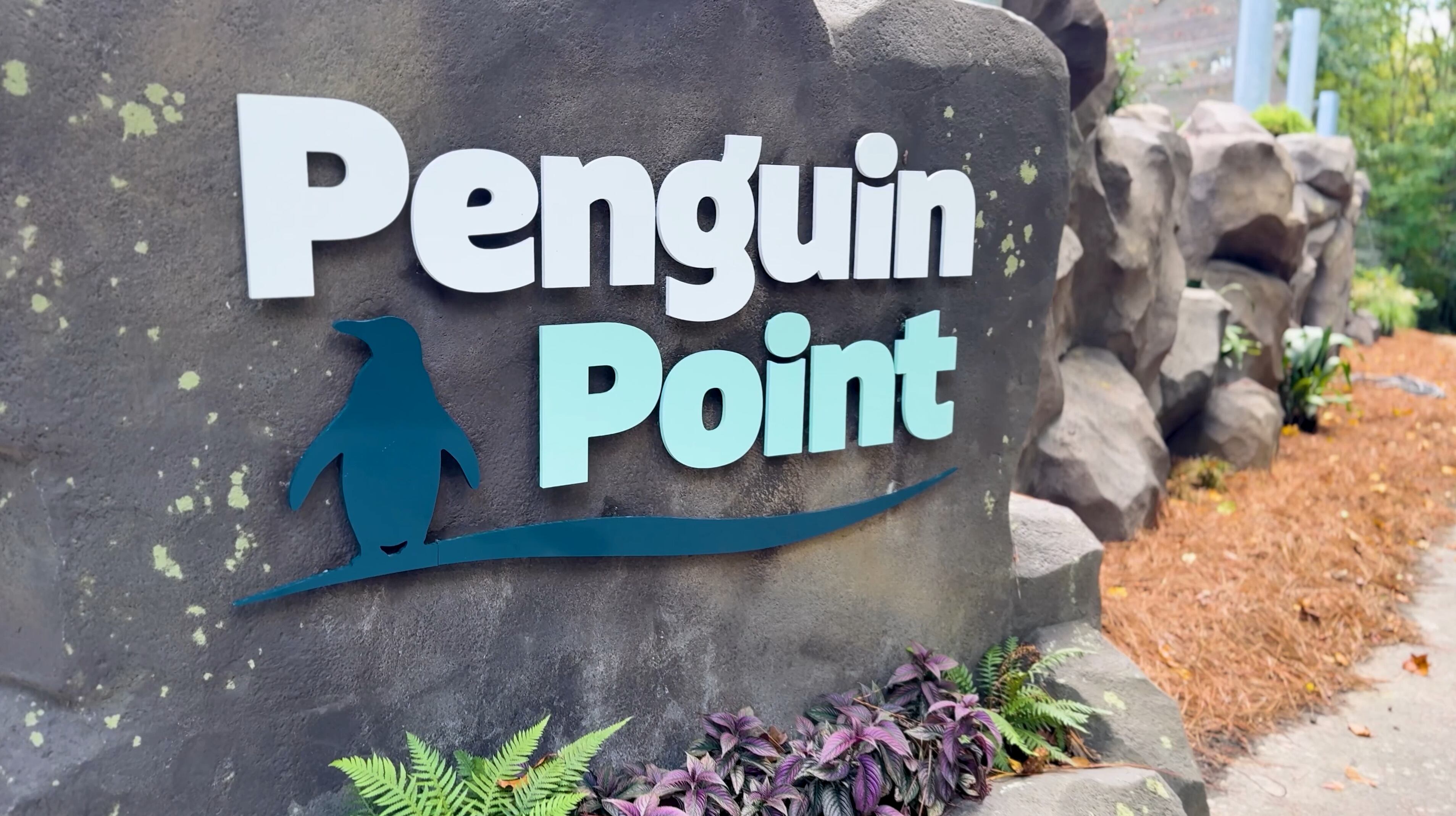 Sylvan Heights Bird Park opens Penguin Point, hosts annual Trick-or ...