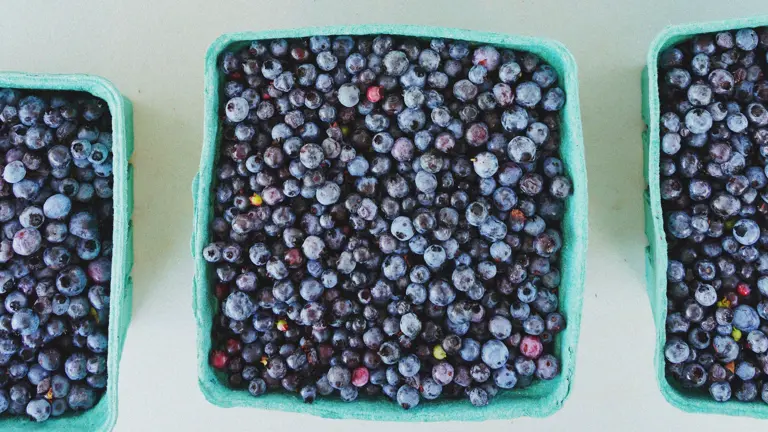 Can blueberries improve your mood? A 3-month study found a surprising ...