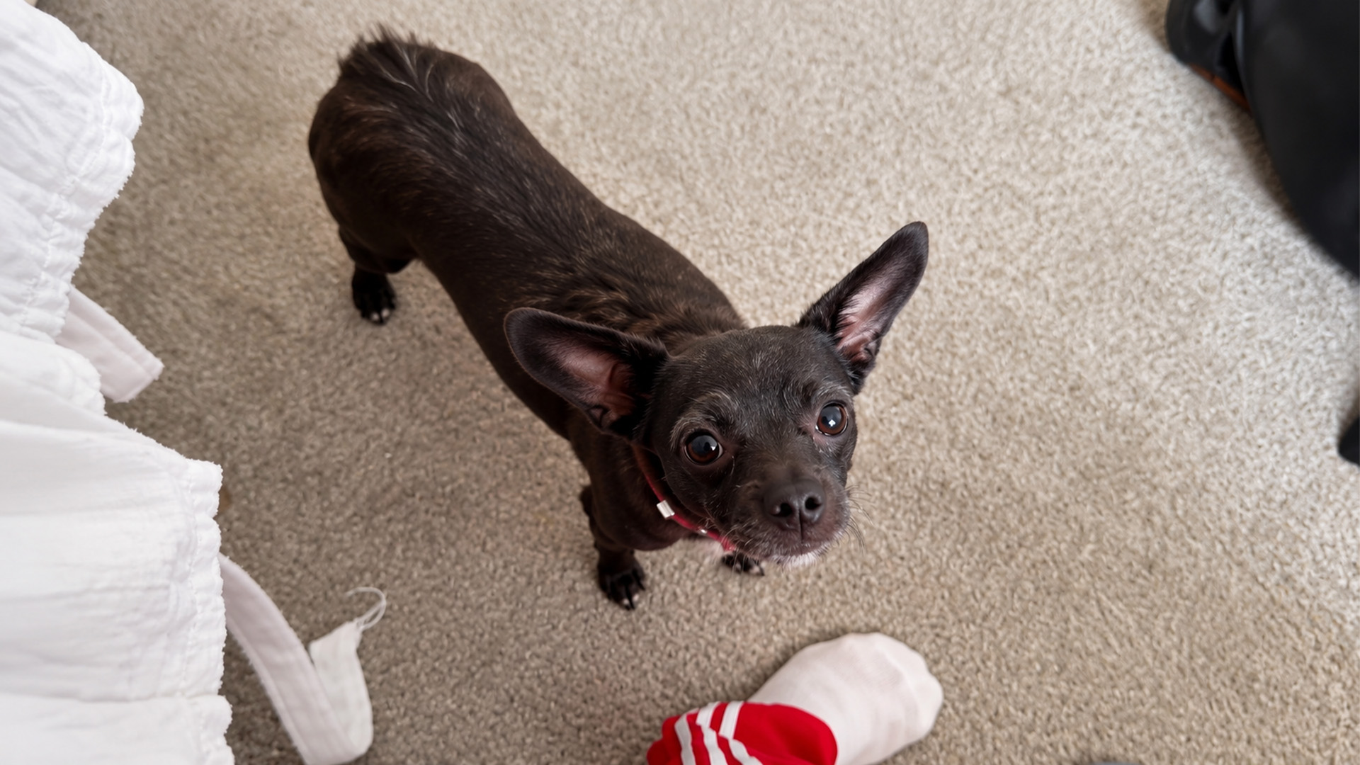 These rescue puppies were terrified of everything