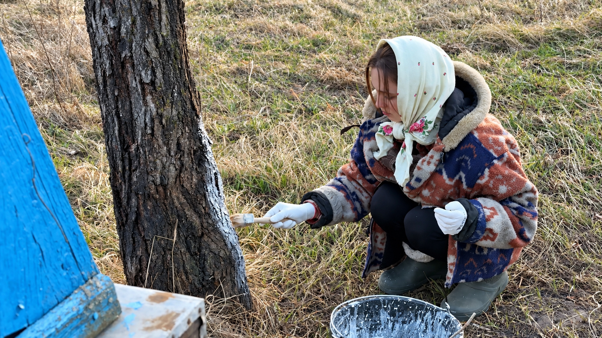 Whitewashing grandma’s fruit trees the traditional way