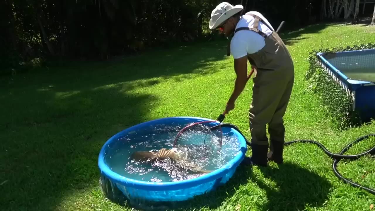 A fishkeeper drains a backyard pool pond to search for a suspected predator