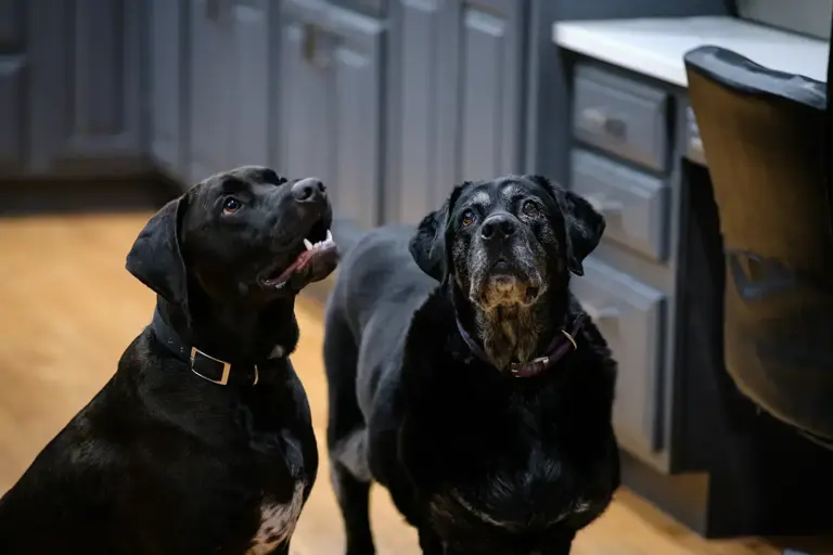 New puppy at home? A room-by-room safety guide