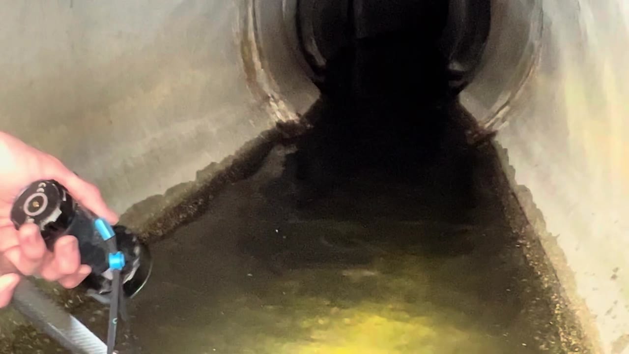 Large fish turn up during an angler’s sewer exploration