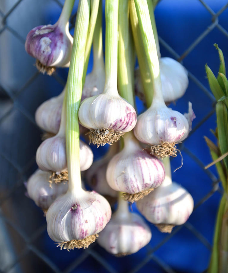 One raised bed, 7 compact crops – how to start growing your own ...
