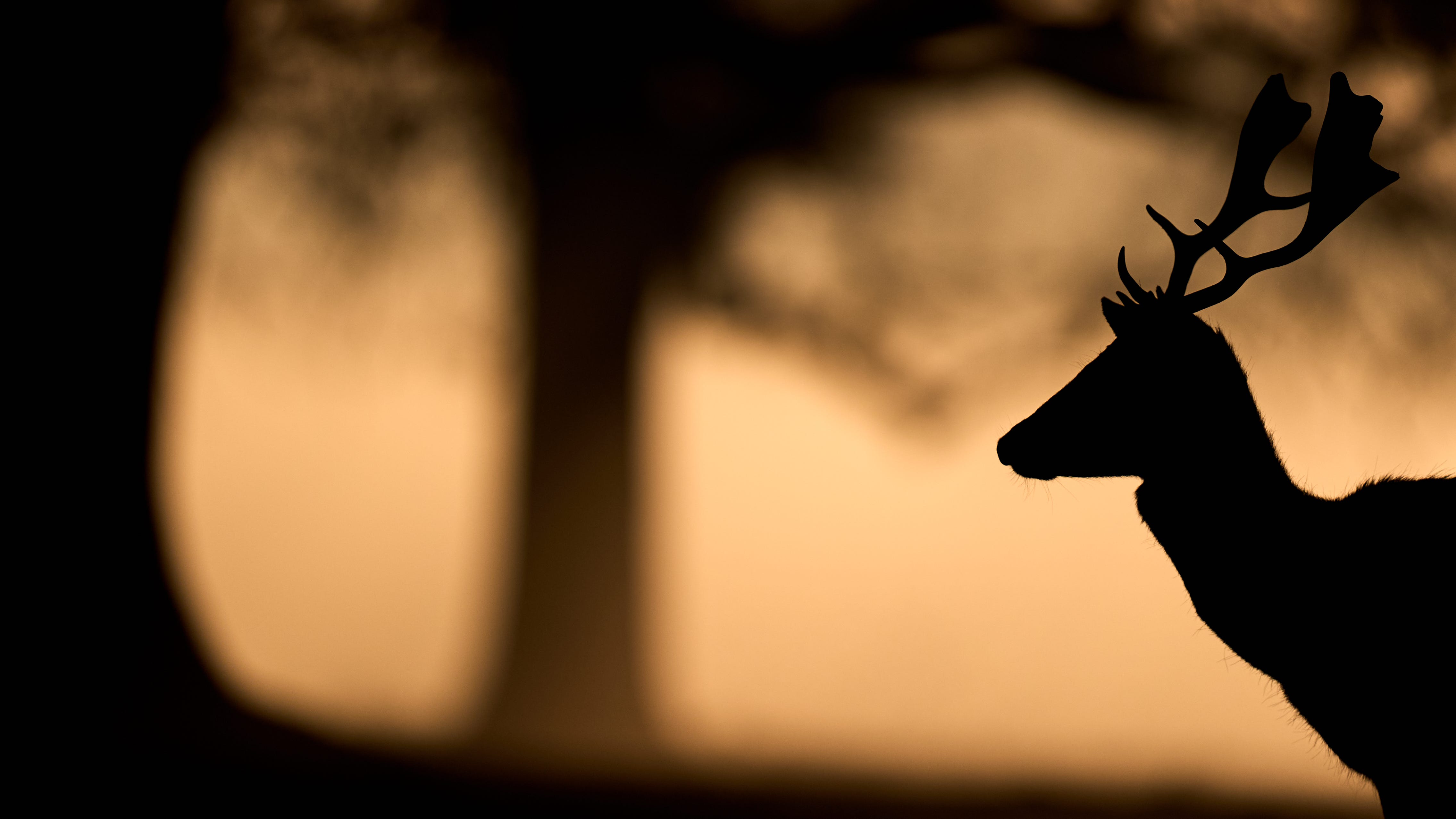 Drivers face heightened chance of animal-related road collisions as ...