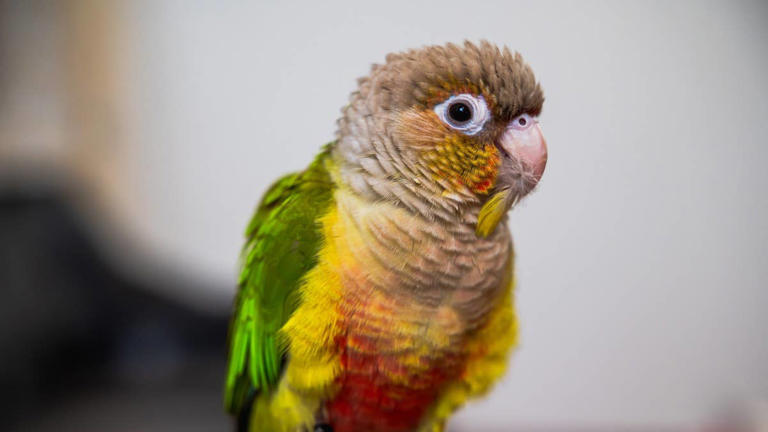 5 pet bird species that are similar to the cockatiel