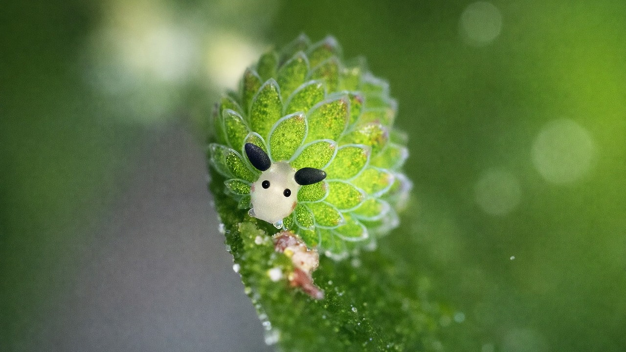 A sea slug detaches its own head and grows a new heart and body in 17 days