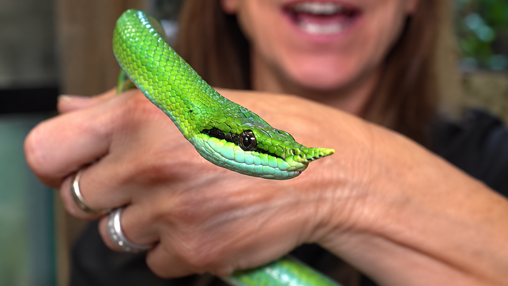 Handling an unusual snake and observing its reaction