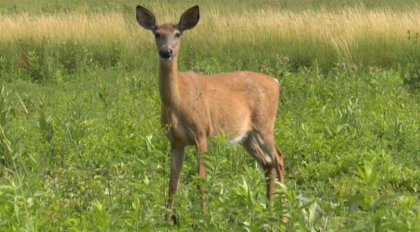 Chronic wasting disease: What hunters and residents need to know