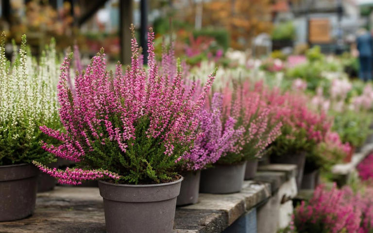 « Je ne regarde plus ses fleurs en jardinerie » : ce geste pour choisir ...