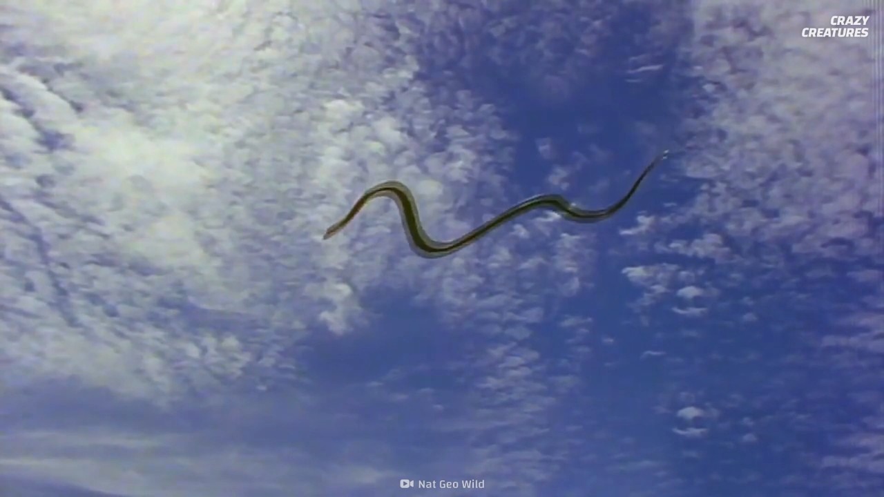 Scientists are studying flying snakes that glide without wings or legs