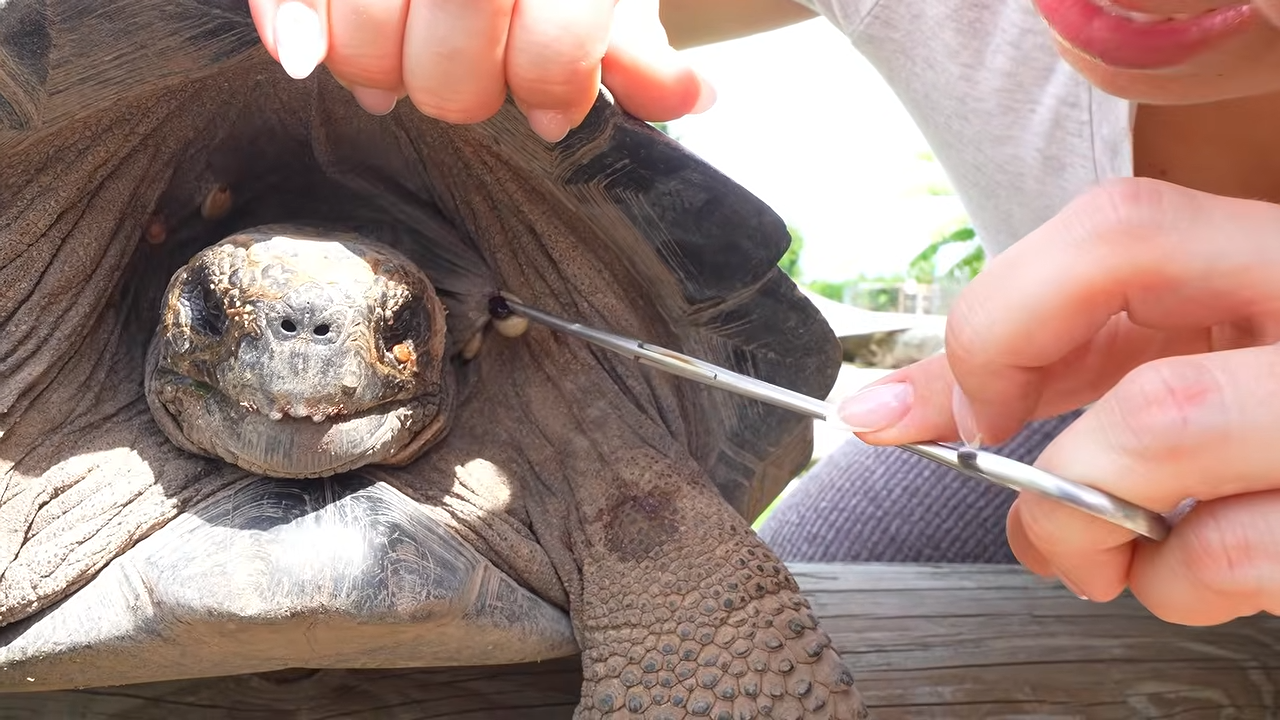 Giant tortoise appeared healthy until a closer inspection revealed a ...